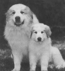 Bandit & Gandalf