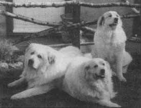 "Barny", "Belle" &
                  "Cassie"