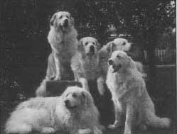 Back L to R Penny, Illa
                  & Gigi. Front L to R Donna & Zeta