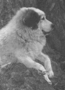 Maccabee